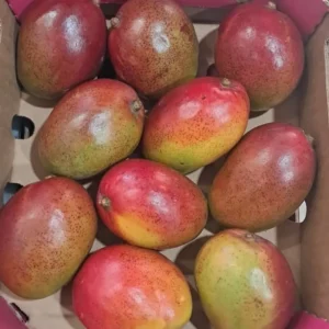 South Africa Mango ( unripe )