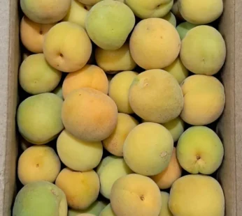 Apricot ( Shakarpara )
