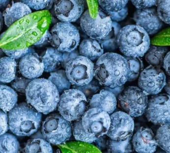 Blueberry – 1Panet