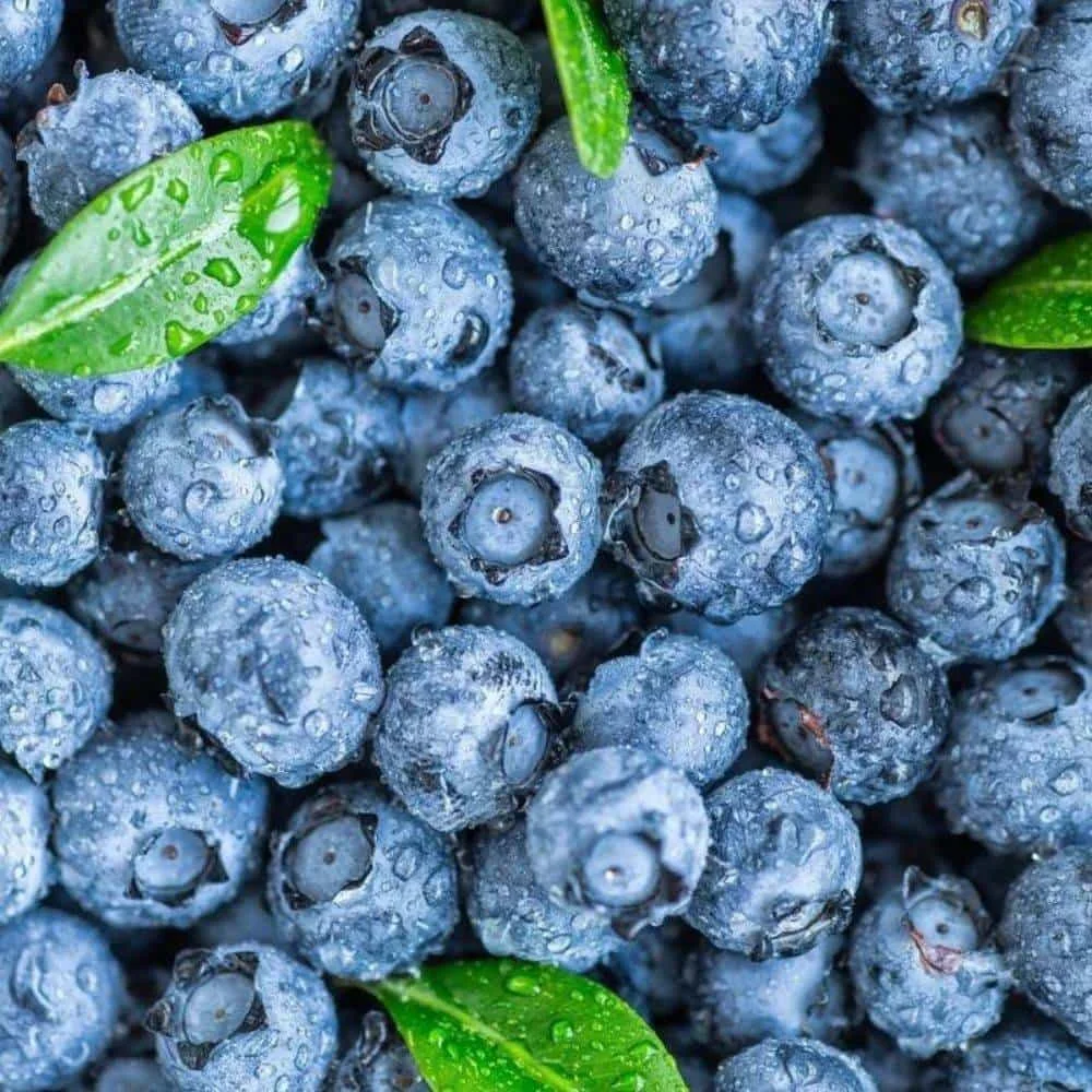 Blueberry Imported