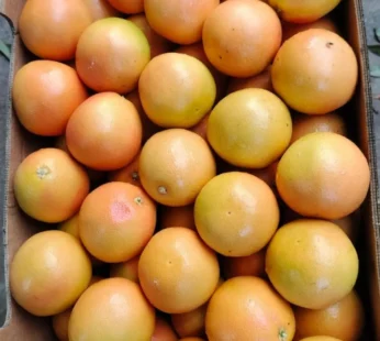 Grape Fruit
