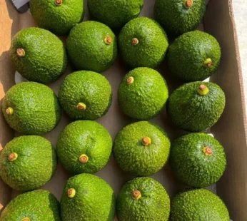 Avocado Imported ( Tanzania )
