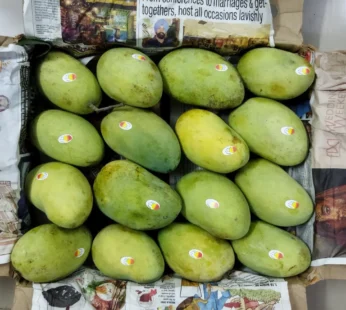 Chausa Mango – 6kg box ( unripe )