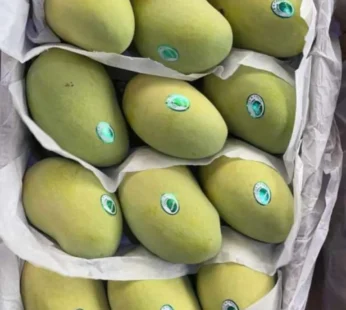 Golden Chausa Mango ( Unripe )
