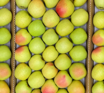 Kinnaur Golden Apple