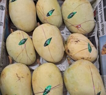 Golden langra mango (unripe)