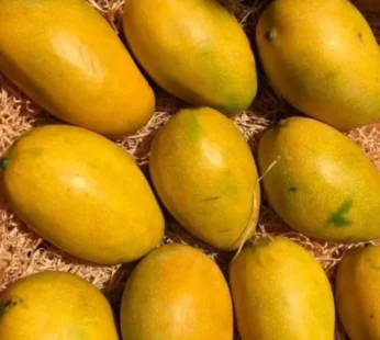 Hamam Mango 6Kg Box