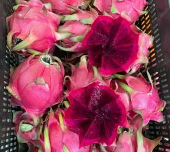 Red Dragon Fruit – Indian