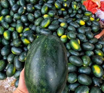 Red  Watermelon – 1Pcs