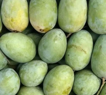 Langra Mango – 5 kg Box ( unripe )