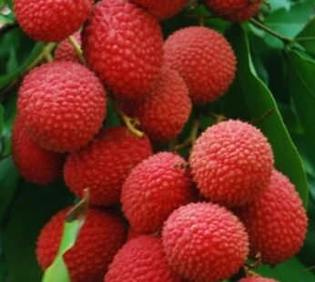 Litchi – 1kg