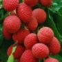 Litchi - 1kg