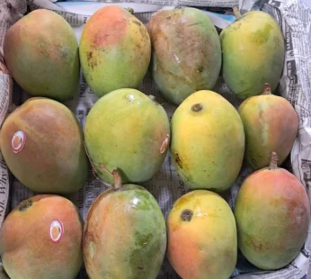 Perry Mango – 6kg ( 24 dana )