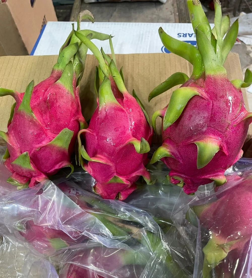Dragon Fruit - 2Piece - Image 2