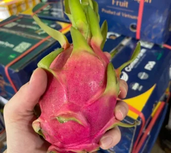 Dragon Fruit – 2Piece