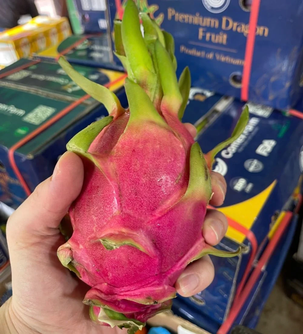 Dragon Fruit - 2Piece