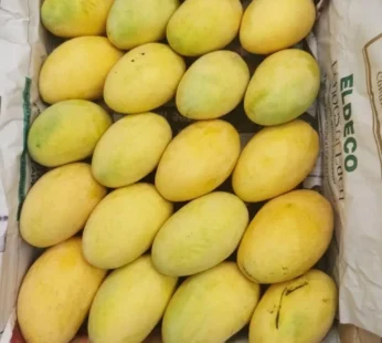 Golden Chausa Mango- ( unripe )