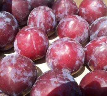 plum ( Himachal Pradesh )