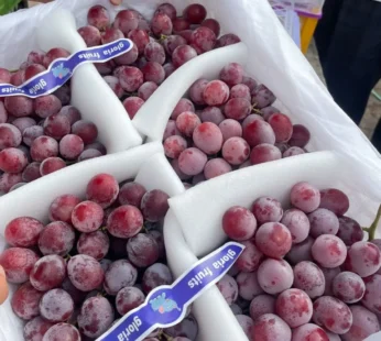 Red grapes ( Imp )