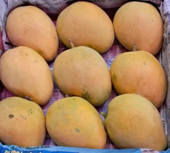 Safeda Mango – 6kg box
