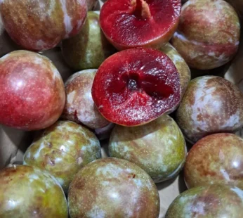 meri poza plum ( himachal )