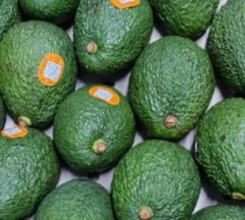 Avocado Imported full tray (unripe) Tanzania