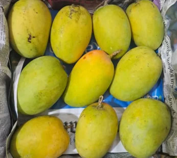 Kesar Mango – 5 kg Box ( unripe )