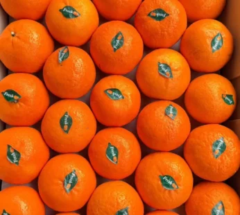 mini orange (seedless)