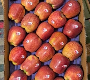 Apple Indian – ( CA )