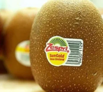 Kiwi Zespri Gold – 4 peice