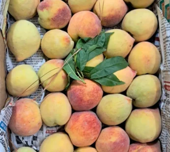 Peach (aadu)