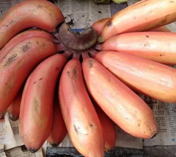 Red Banana – 1kg ( unripe )