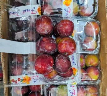 meri poza plum ( himachal )