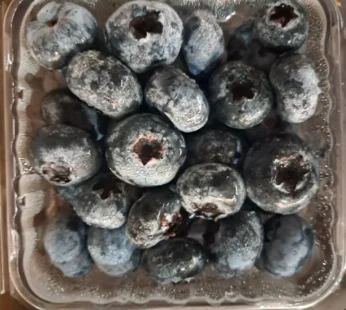 Blueberry ( Imp. )