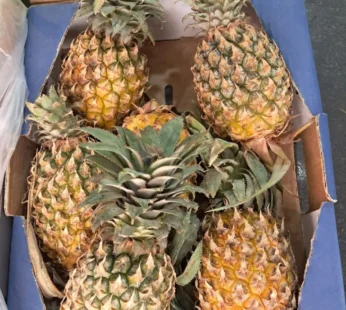 Baby Pineapple – 2pcs