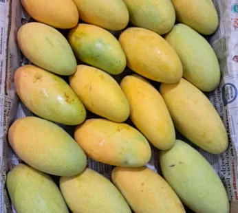 Golden Dasheri mango ( unripe )