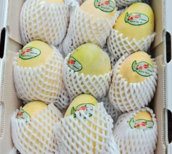 Imported Mango – Unripe